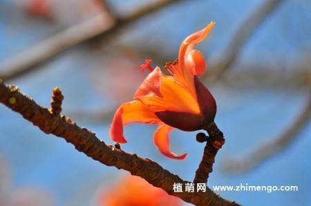 8张红色木棉花图片