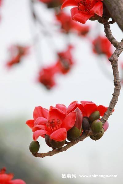 8张红色木棉花图片