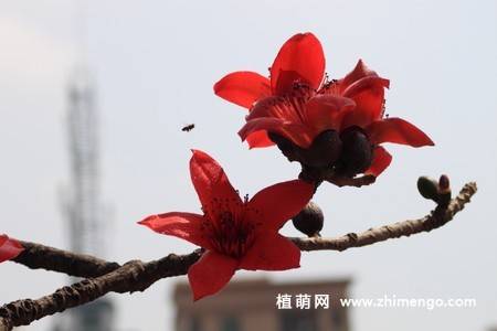8张红色木棉花图片