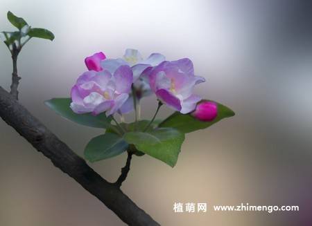 14张粉色海棠花图片