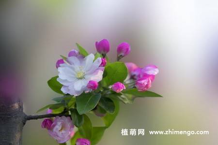 14张粉色海棠花图片