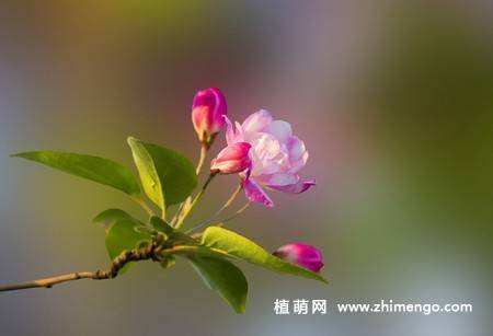 14张粉色海棠花图片