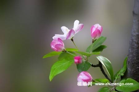 14张粉色海棠花图片