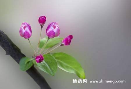 14张粉色海棠花图片