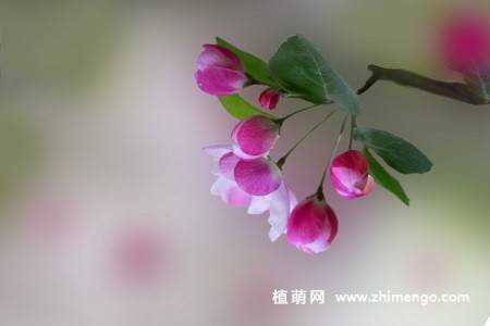14张粉色海棠花图片