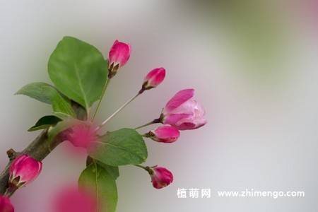 14张粉色海棠花图片