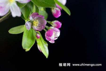 14张粉色海棠花图片