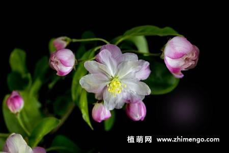 14张粉色海棠花图片