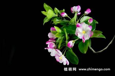 14张粉色海棠花图片