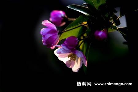 14张粉色海棠花图片