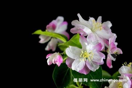 14张粉色海棠花图片
