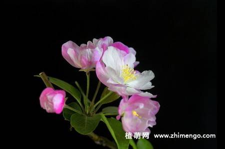 14张粉色海棠花图片