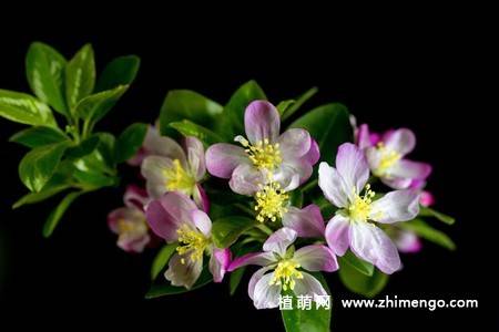 14张粉色海棠花图片