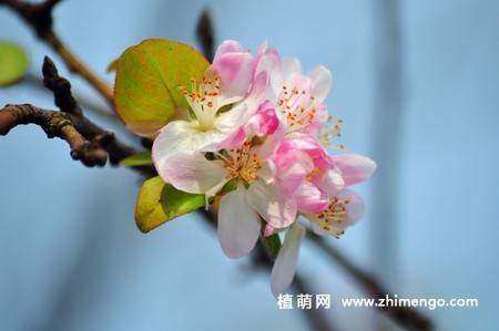 14张粉色海棠花图片
