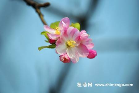 14张粉色海棠花图片