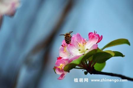 14张粉色海棠花图片
