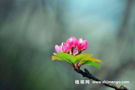 14张粉色海棠花图片