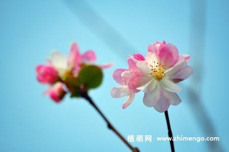 14张粉色海棠花图片