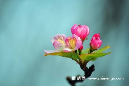 14张粉色海棠花图片