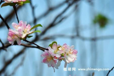 14张粉色海棠花图片