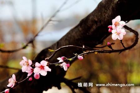 13张桃花图片