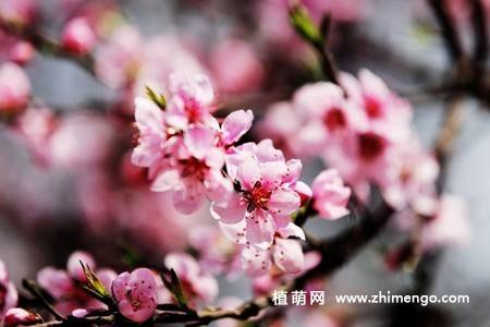 13张桃花图片