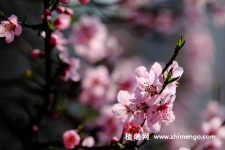 13张桃花图片