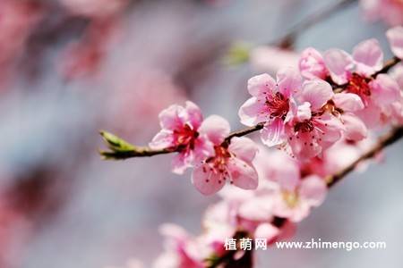 13张桃花图片