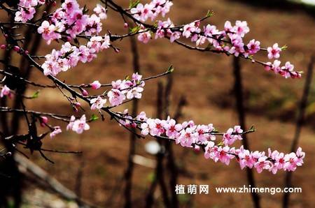 13张桃花图片