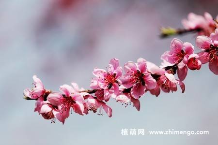 13张桃花图片