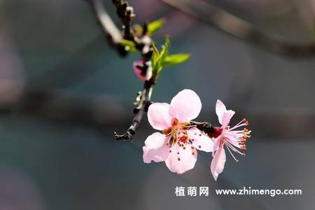 13张桃花图片
