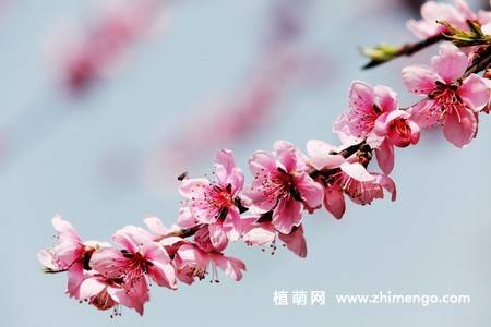 13张桃花图片