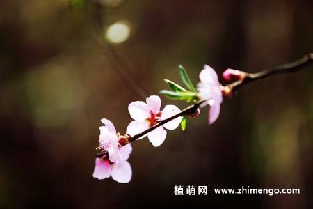 13张桃花图片