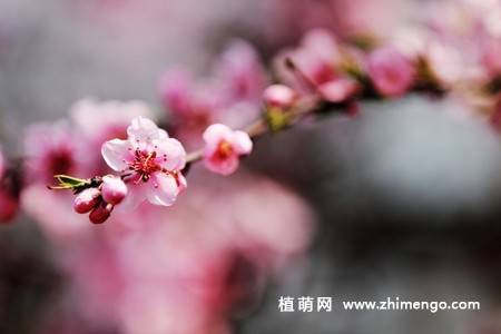 13张桃花图片