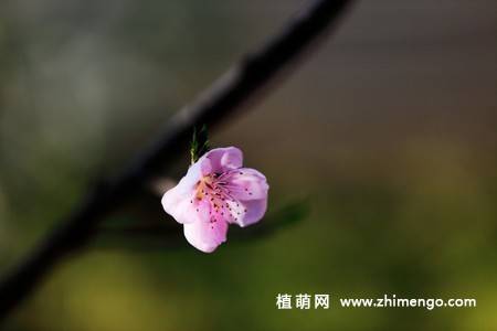 13张桃花图片