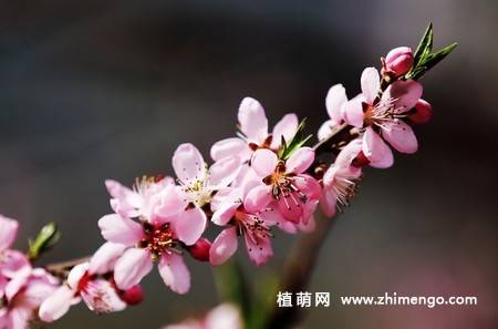 13张桃花图片