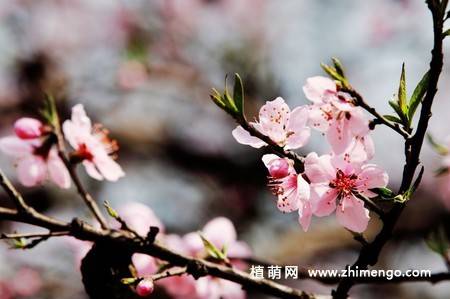 13张桃花图片