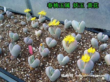 妖玉多肉植物图片