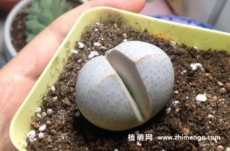 妖玉多肉植物图片