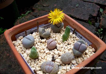 妖玉多肉植物图片