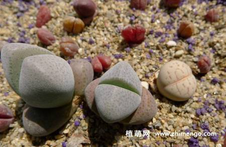 妖玉多肉植物图片