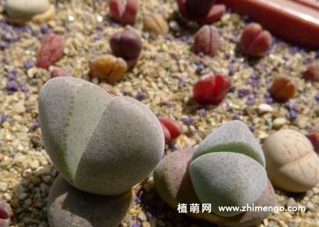 妖玉多肉植物图片