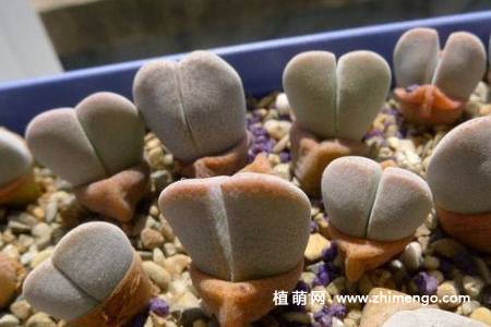 妖玉多肉植物图片