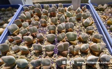 妖玉多肉植物图片