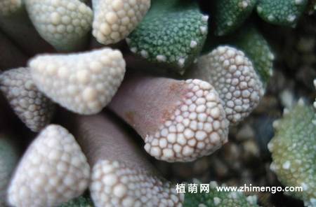 天女冠多肉植物图片