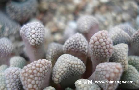 天女冠多肉植物图片