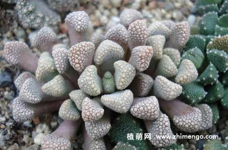天女冠多肉植物图片