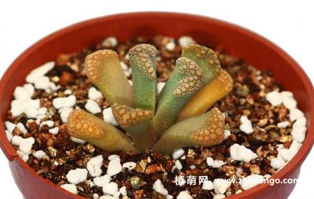 天女冠多肉植物图片
