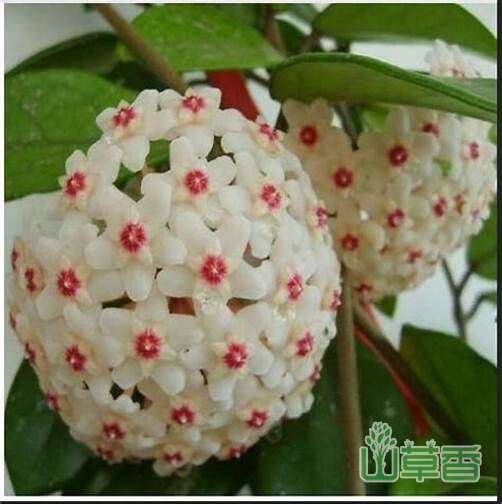 球兰新品—杂交匍匐球兰