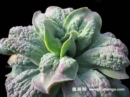 狂野男爵多肉图片